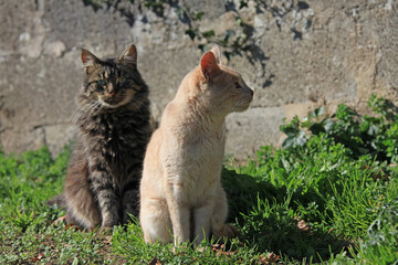 gatos callejeros pareja IMG_2168-as20