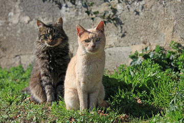 gatos callejeros pareja IMG_2171-as20