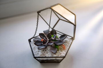 Flower and wedding rings in a glass box
