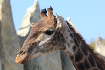 head of a young giraffe