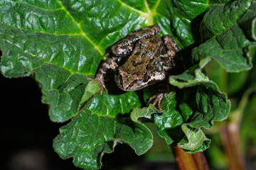 A little frog sits at night on a huge green leaf.