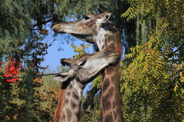 giraffe in the zoo