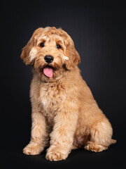 Cute Labradoodle pup, sitting side ways. Looking towards camera with droopy eyes. isolated on black background. Mouth open and tongue out.