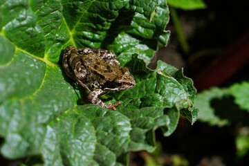 A frog sits on a large green leaf of burdock at night.