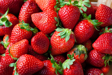 Seasonal organic strawberries grouped freshly harvested with green leaves and natural imperfections. Healthy food backgrounds.