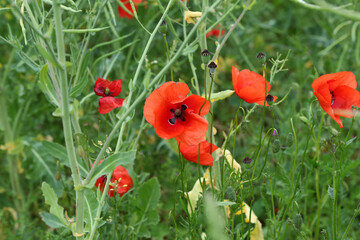 Beautiful wild poppy flower in the meadow
