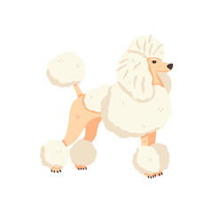 Poodle after grooming vector illustration. Flat pet care concept. Cute and fun hand drawn dog breed. Great for animal stickers, social networks, online guide, veterinary manual, encyclopedia.