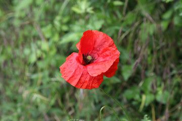 Beautiful wild poppy flower in the meadow