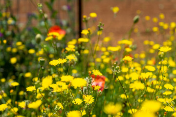 field of yellow and red flowers