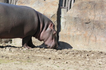 hippopotamus in the zoo