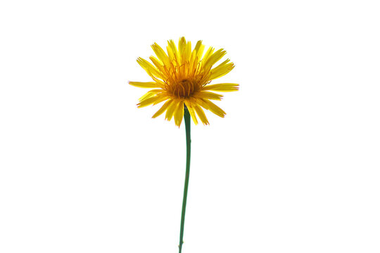 Yellow wild flower isolated on white background.