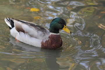 the drake, back and wings are gray with brown tan marks, black nadhvost, blue or purple mirror in the upper part of the wings.