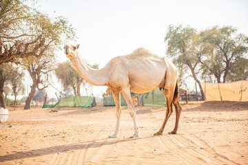 Portrait of Arabian Camel in the middle of village in Dubai desert