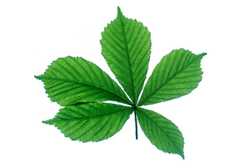 Green branch with leaves isolated on a white background.