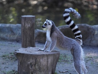lemur with fluffy striped tail © Galina