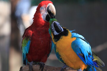 two beautiful colored parrots