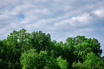Big green tree against the sky.
