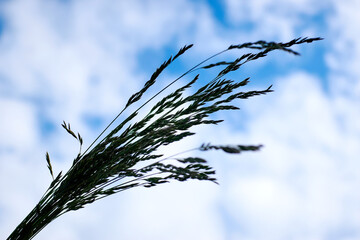 bunch of grass against the sky.