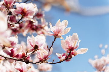 Beautiful magnolia tree. Close up magnolia flower. Spring in Uzhgorod Ukraine.