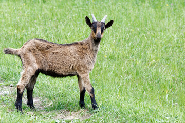 chevreau