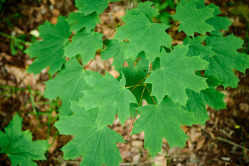 Green maple leaves. Can be used as background.
