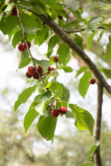 Cherry trees with cherries in orchard 