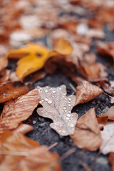 Autumn forest view. Yellow leaves and trees.