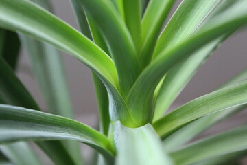 Yucca filamentosa yuca plant green apartment plant Agavoideae Asparagaceae Asparagales Monocots...
