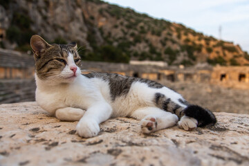 Turkey ancient city Myra and cat