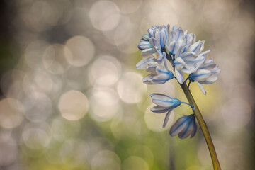 Blue and white Puschkinia scilloides (striped squill or Lebanon squill) flower with a bokeh...