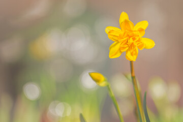 Obraz na płótnie Canvas Yellow Narcissus daffodil flower with a bokeh background.