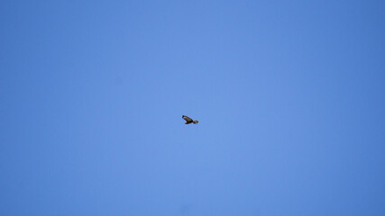 Mäusebussard auf Rundflug