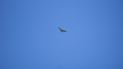 Mäusebussard auf Rundflug