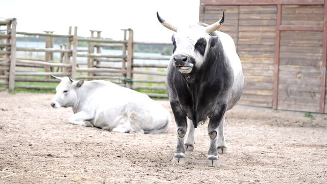 agriculture two cows on a farm stockyard bull is chewing