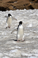 Adelie penguin at Brown Bluff, Antarctica