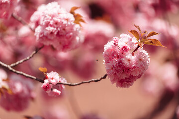 Sakura Flower or Cherry Blossom close up photo. Beautiful spring flowers. A lot of blooming pink flowers on cherry tree branches. Uzhgorod sakura. Bug flying to flower.