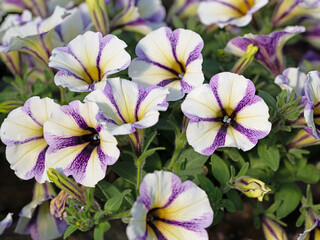 Blühende Petunien,Petunia,in einer Nahaufnahme