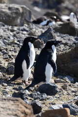 Obraz premium Adelie penguin at Brown Bluff, Antarctica
