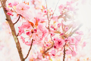 Sakura Flower or Cherry Blossom close up photo. Beautiful spring flowers. A lot of blooming pink flowers on cherry tree branches. Uzhgorod sakura.