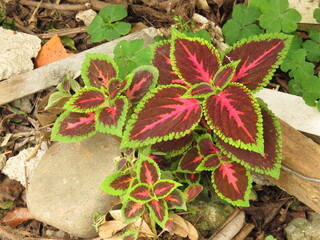 red and green plant, Croton