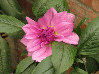 pink flower in the garden. Shy Dahlia