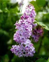 Blooming blue lilac.