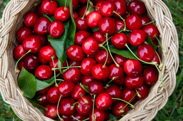 Ciliege mature raccolte dall'albero