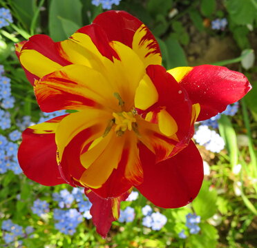 Tulip Monsella in the garden