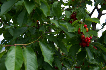 Ciliege mature raccolte dall'albero