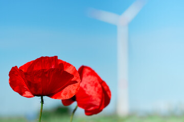 Obraz premium Hand holding red poppy and blue cornflowers outdoors on a spring field with flowers with windmill, wind turbine, copy-space. Alternative green energy, eco friendly electricity production..