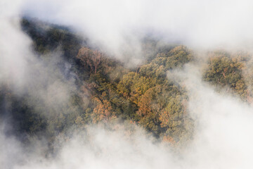 Foggy landscape or tree scape at  the mountains