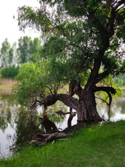 Fototapeta premium tree on the river
