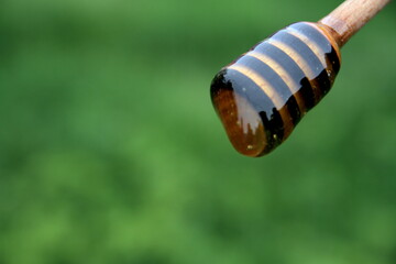 honey bee on a green leaf