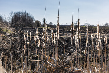 Scorched reed field. Consequences of careless handling of fire.